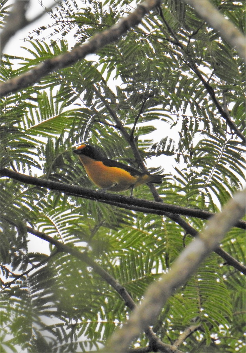 Violaceous Euphonia - ML113778311