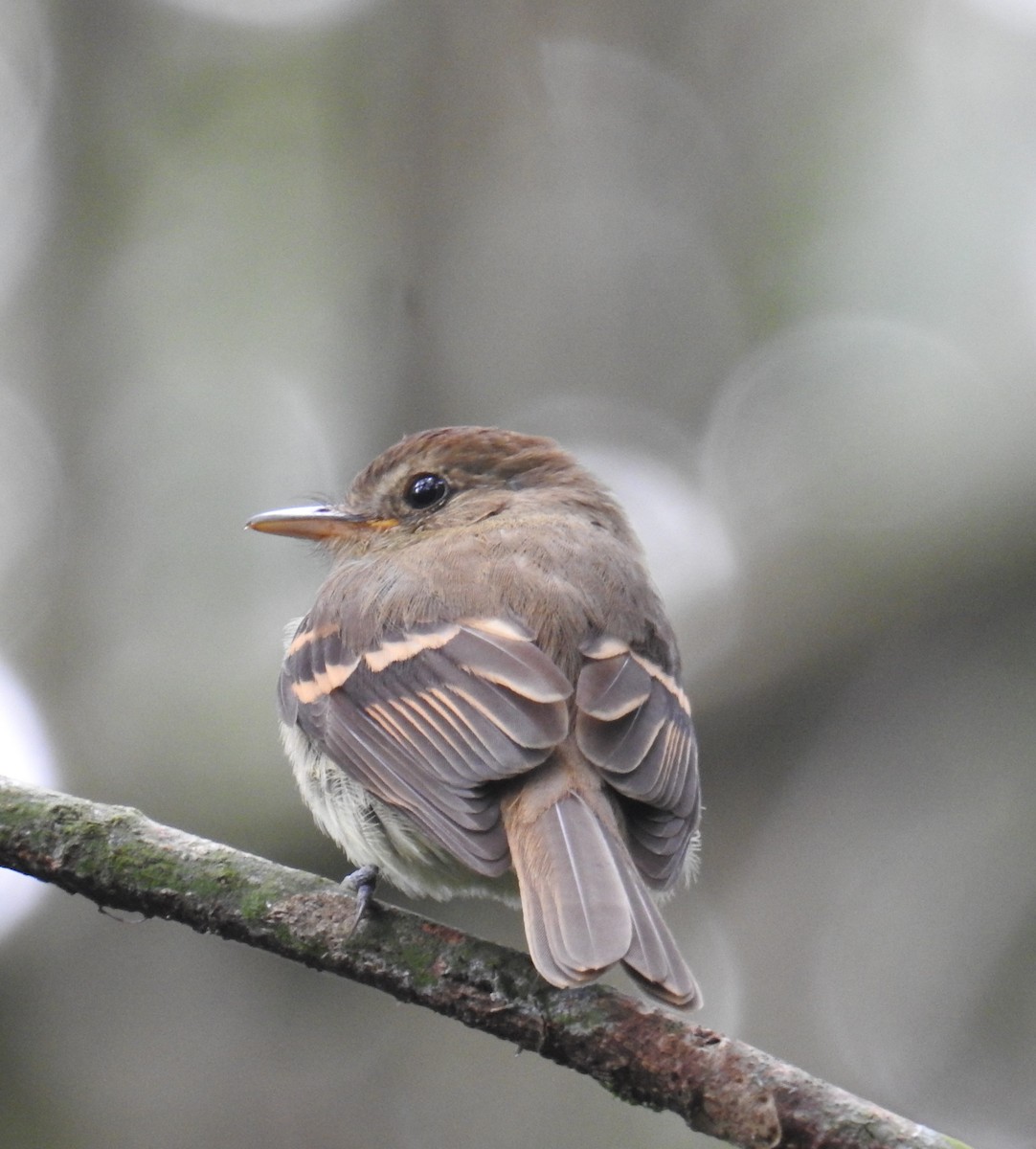 Euler's Flycatcher - Euclides "Kilo" Campos