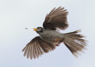 Noisy Miner