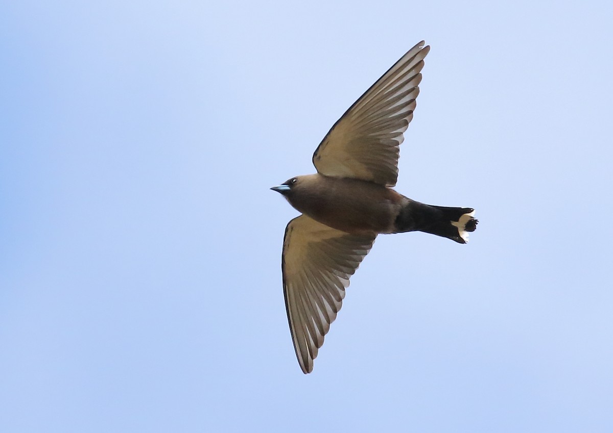 Dusky Woodswallow - Michael Rutkowski