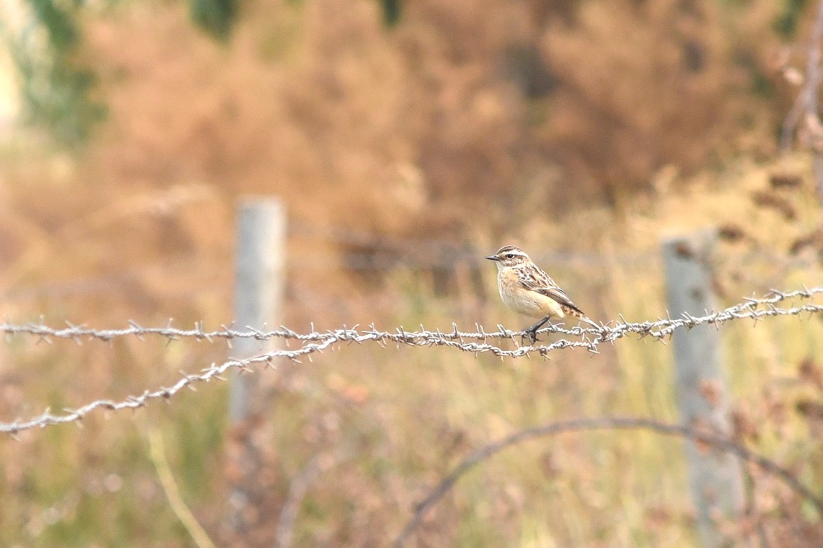 Whinchat - ML113778891