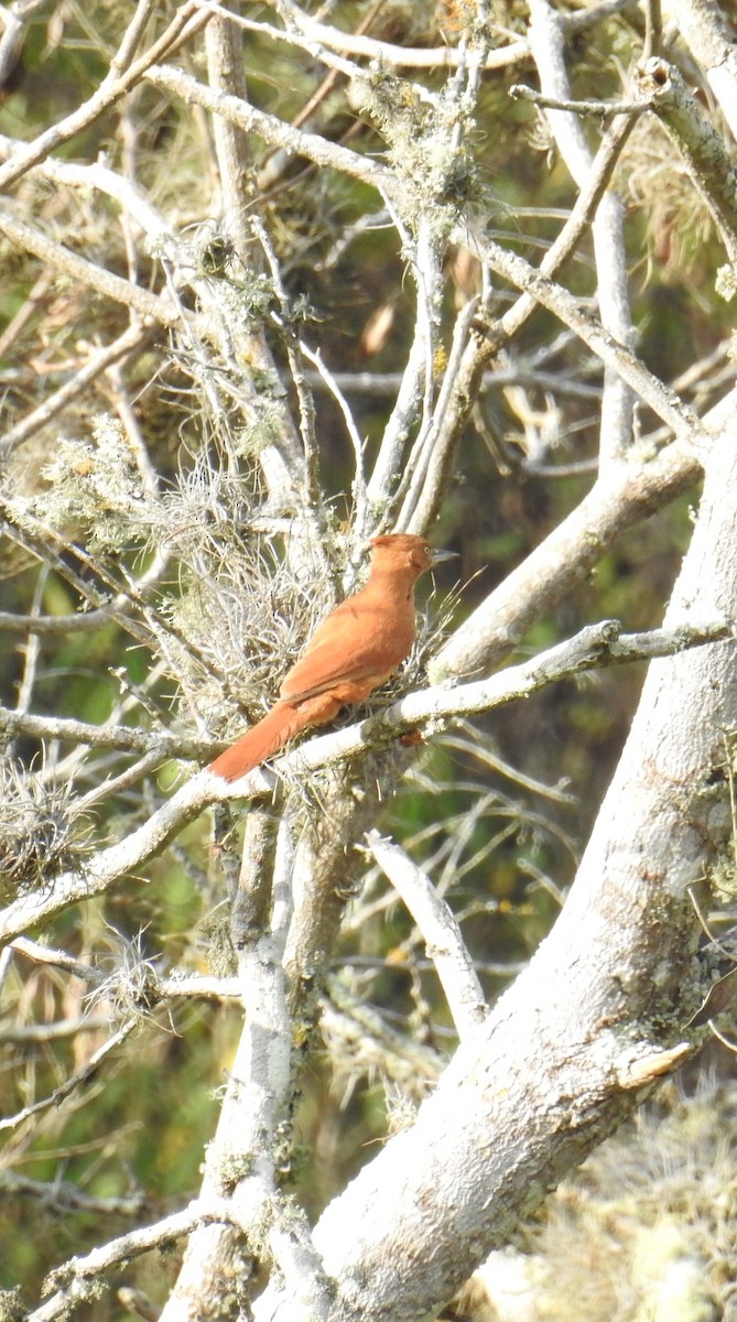 ML113779031 - Caatinga Cacholote - Macaulay Library
