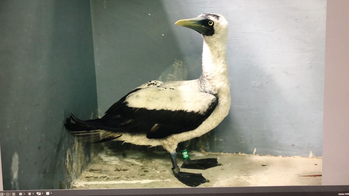 Masked Booby - ML113779621