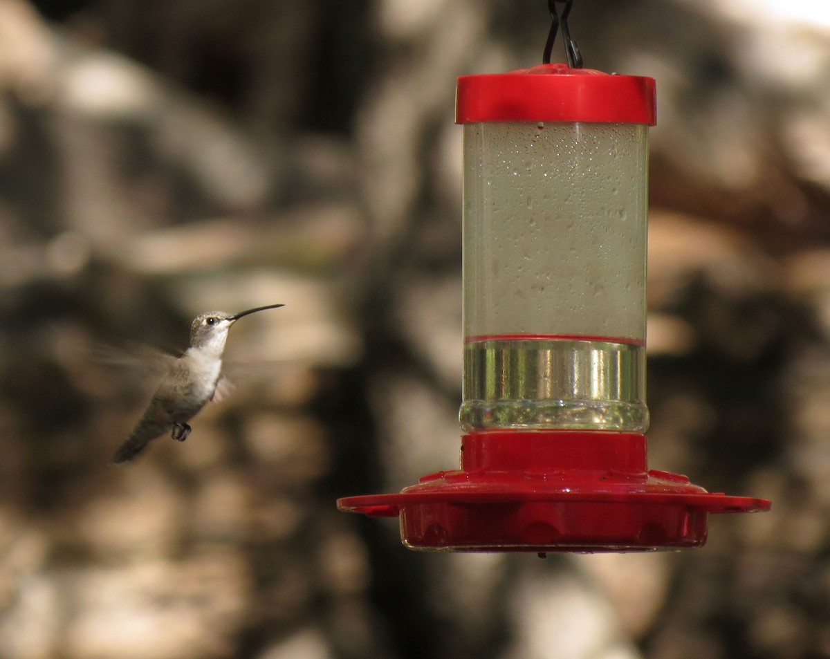 Black-chinned Hummingbird - Diane Garlick