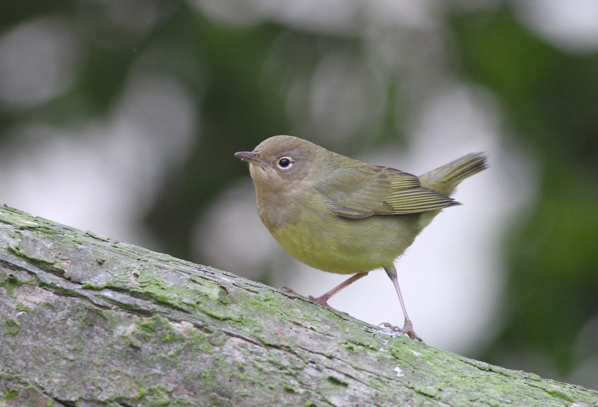 Connecticut Warbler - ML113779971