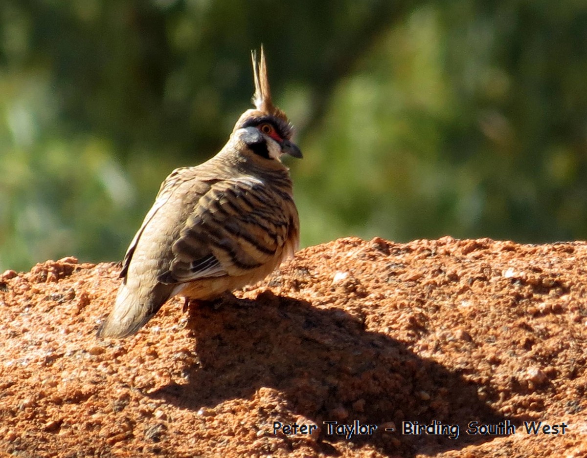 Spinifex Pigeon - ML113780501