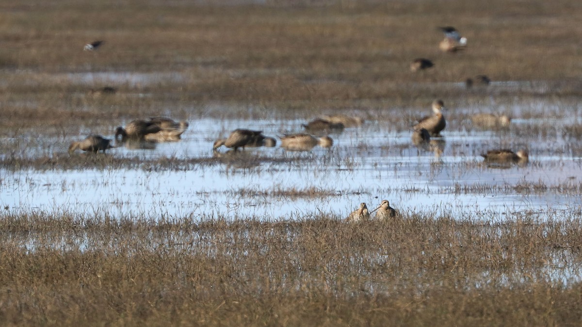 Latham's Snipe - ML113781391