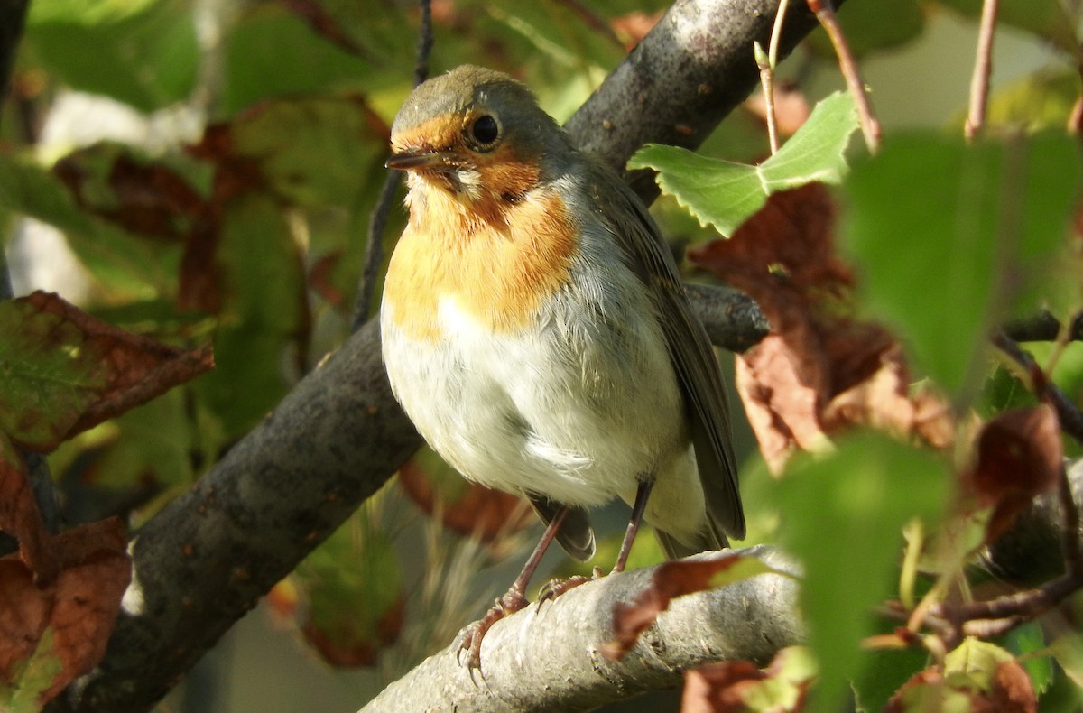 Өрнийн зээрд омруут - ML113781411