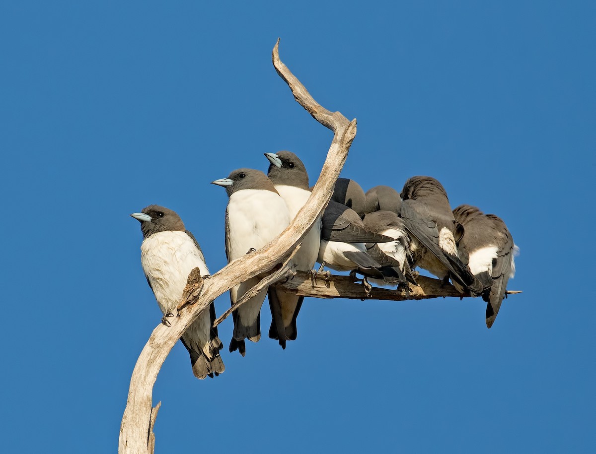 White-breasted Woodswallow - Julie Clark