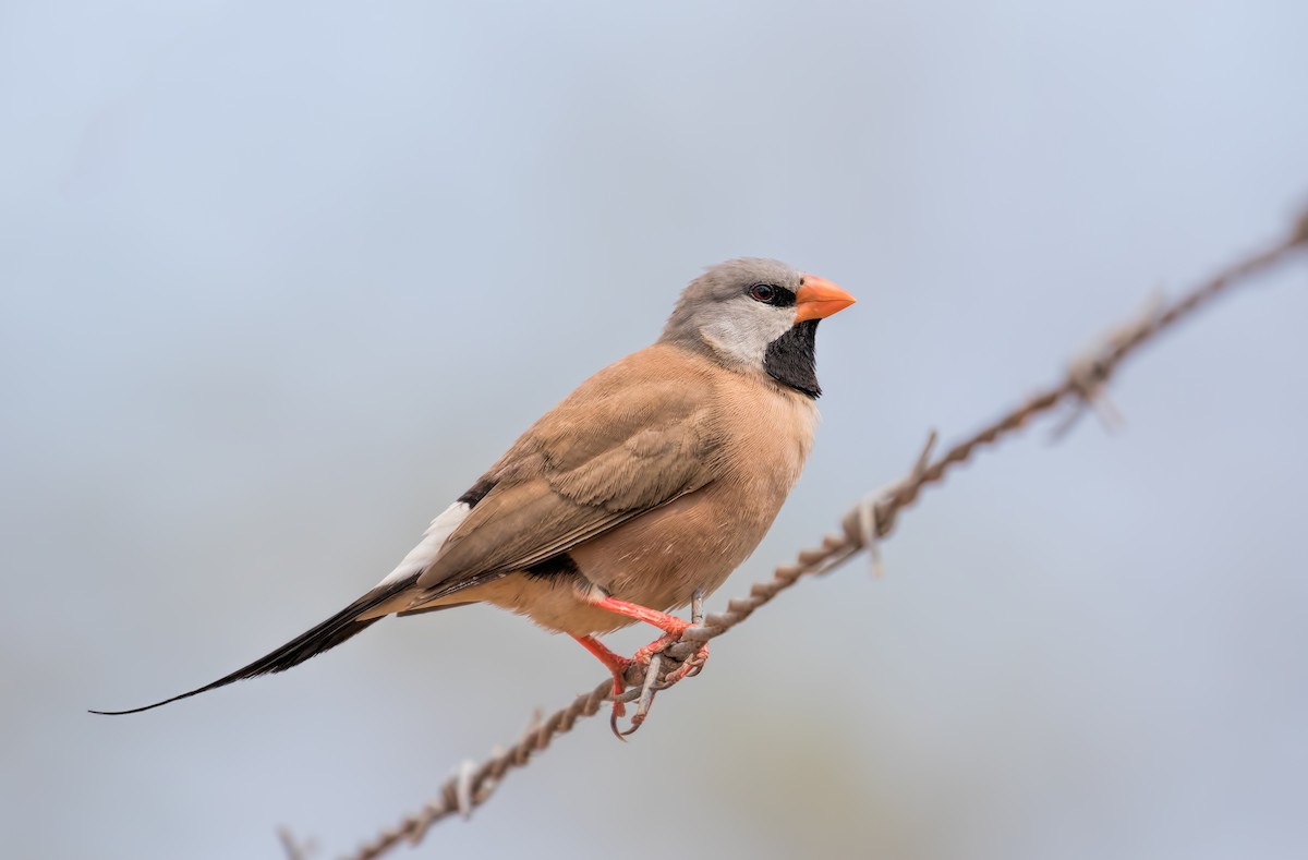 Long-tailed Finch - ML113782101