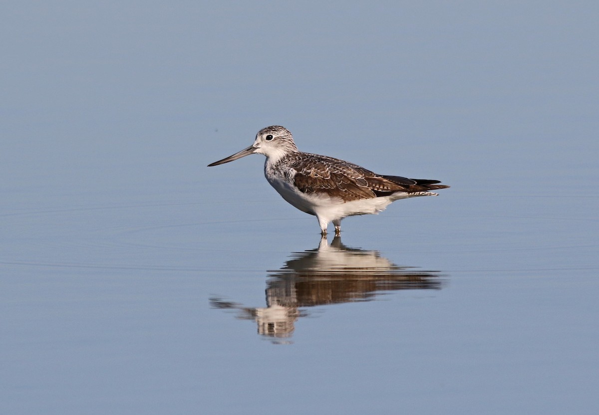 Common Greenshank - ML113782441