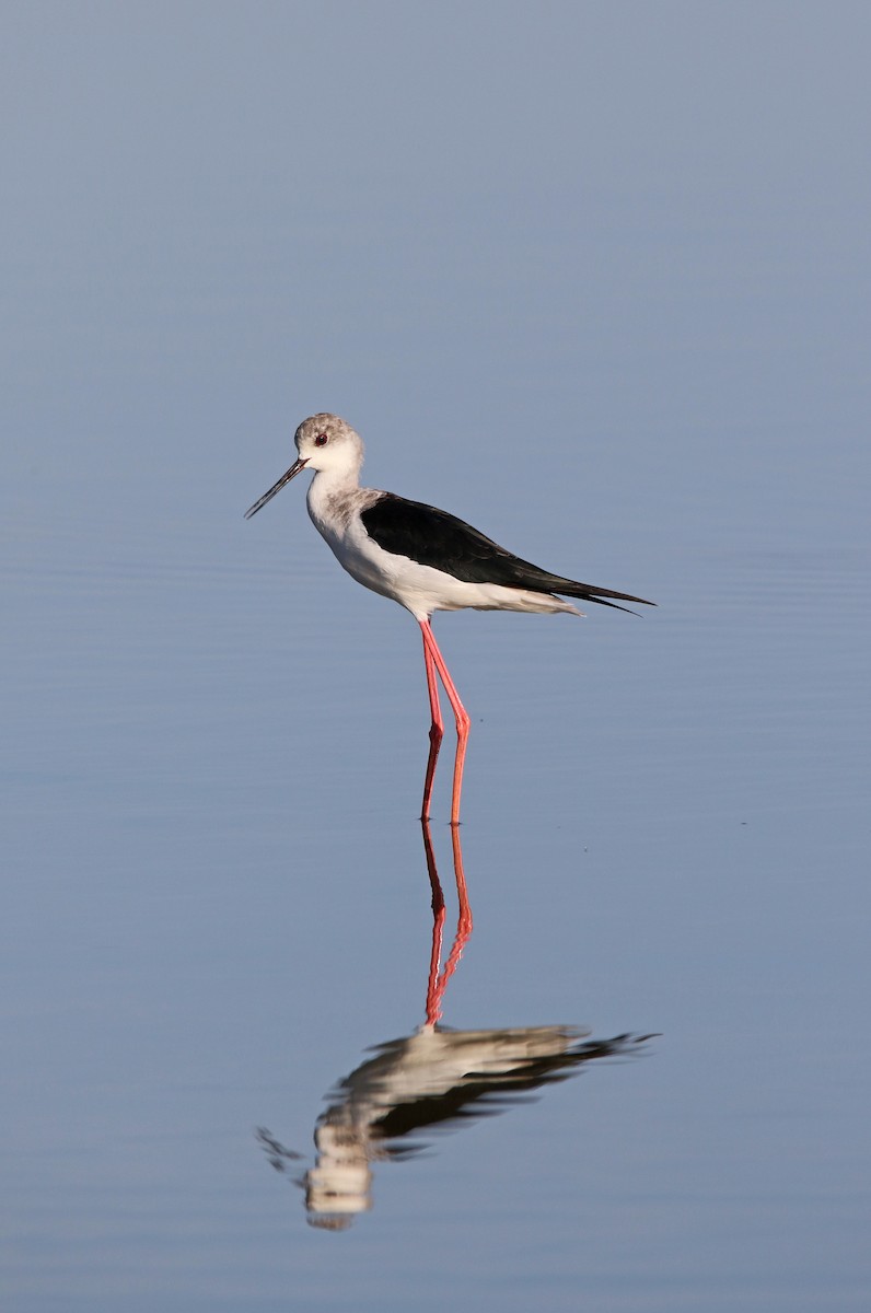 Pied Stilt - Pete Simpson