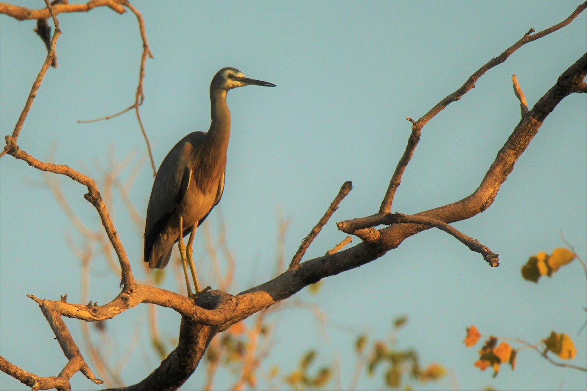 White-faced Heron - ML113783871