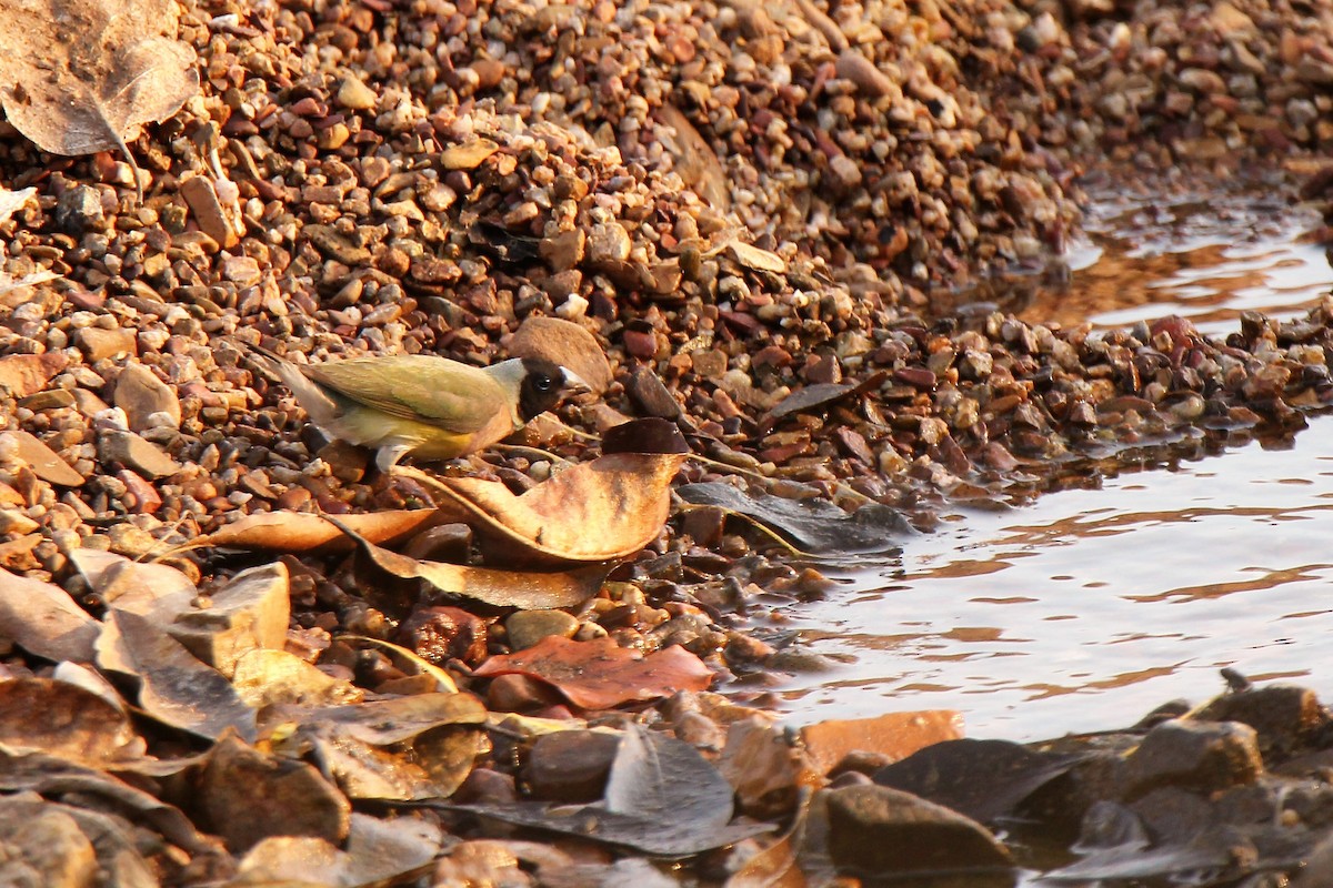 Gouldian Finch - ML113783901