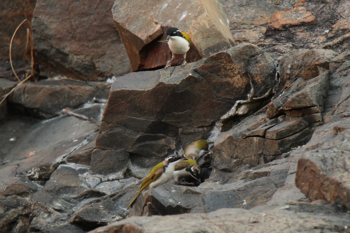 White-throated Honeyeater - Mark Conboy