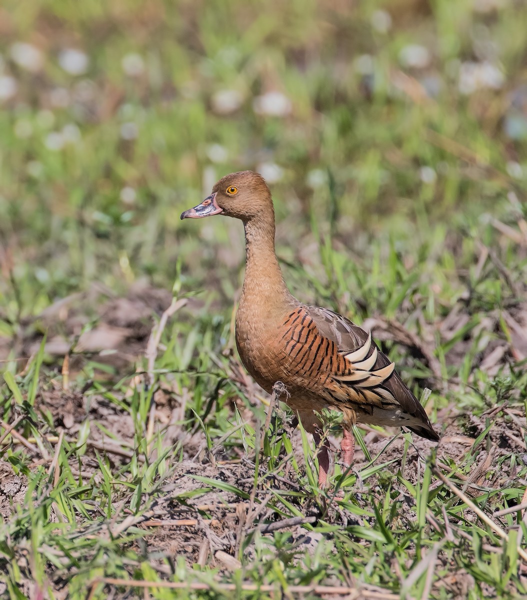 Plumed Whistling-Duck - Julie Clark