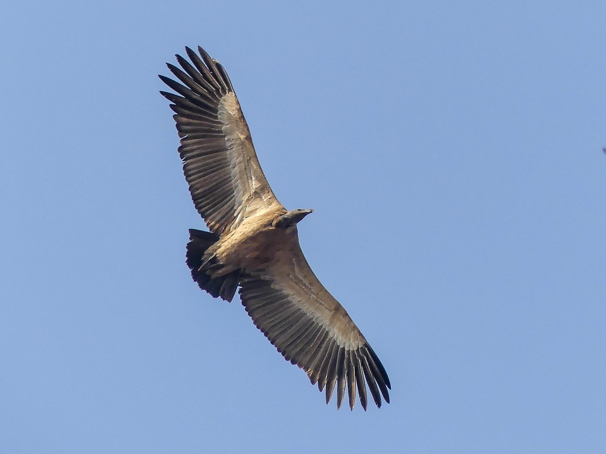 Indian Vulture - Mike Prince