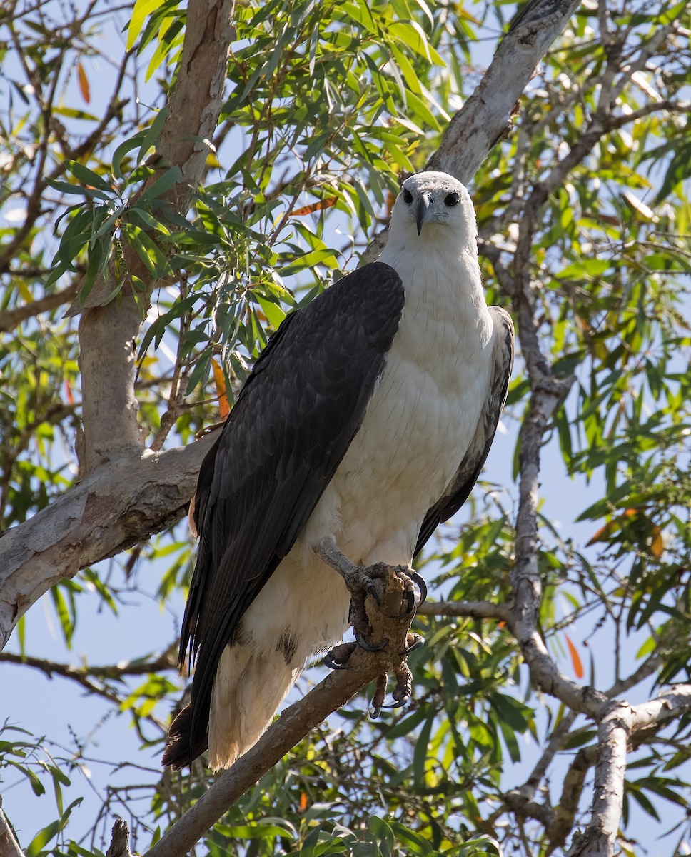 White-bellied Sea-Eagle - Julie Clark