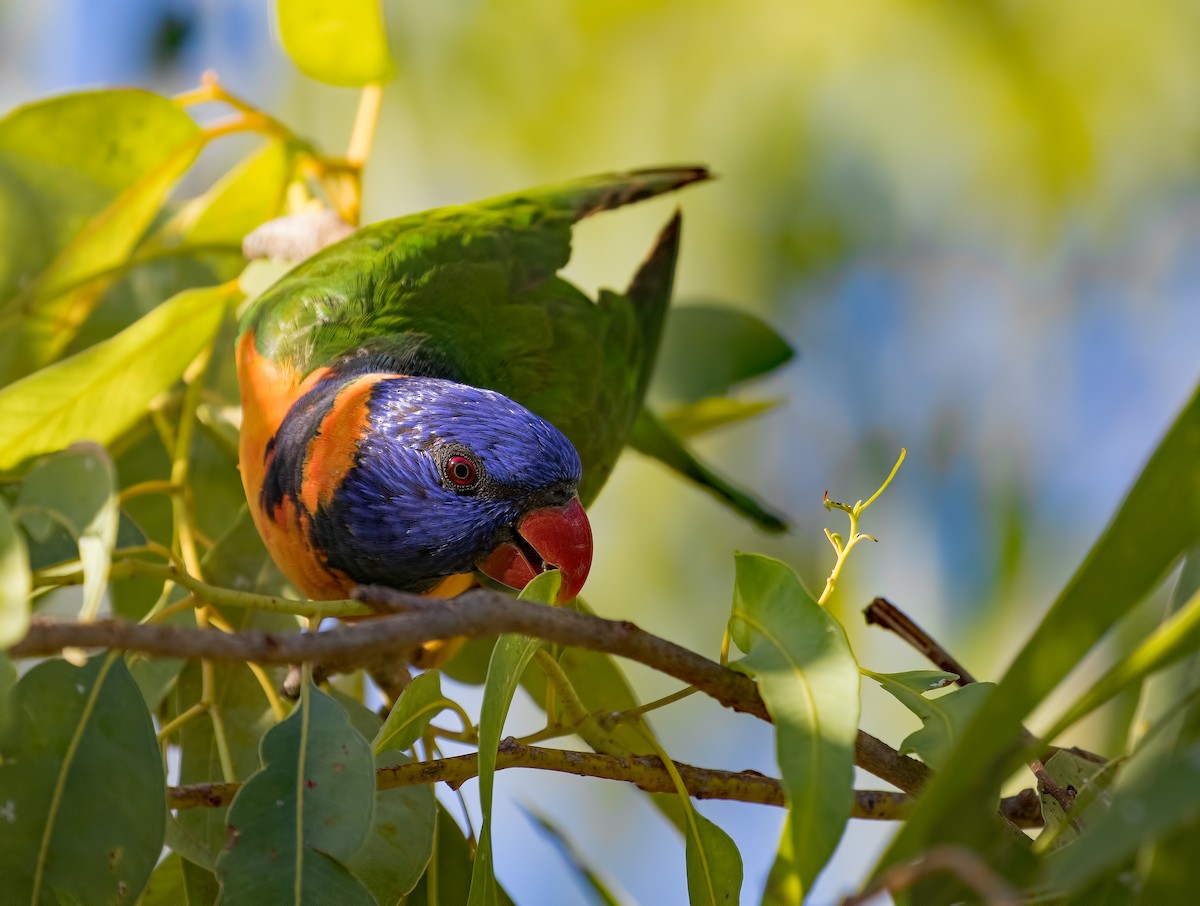 Red-collared Lorikeet - ML113786321