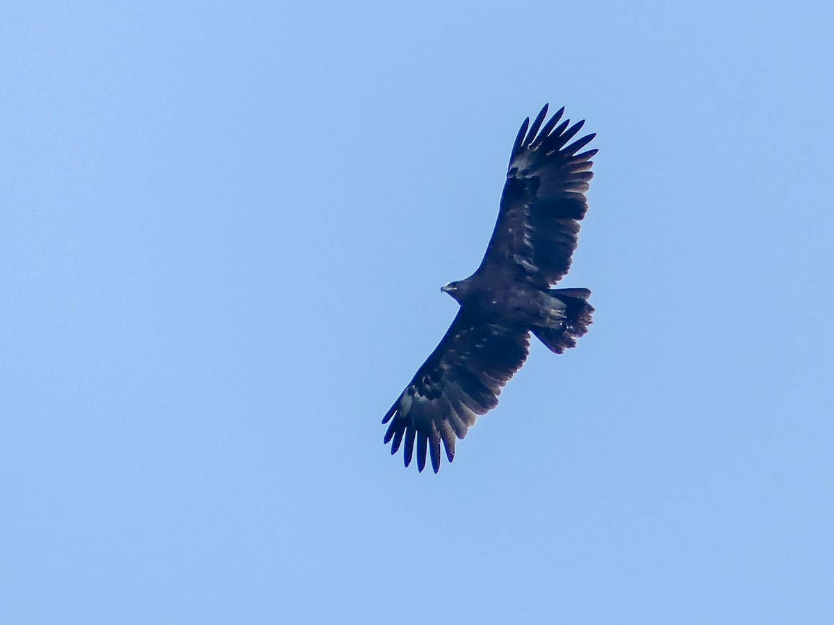 Greater Spotted Eagle - Mike Prince