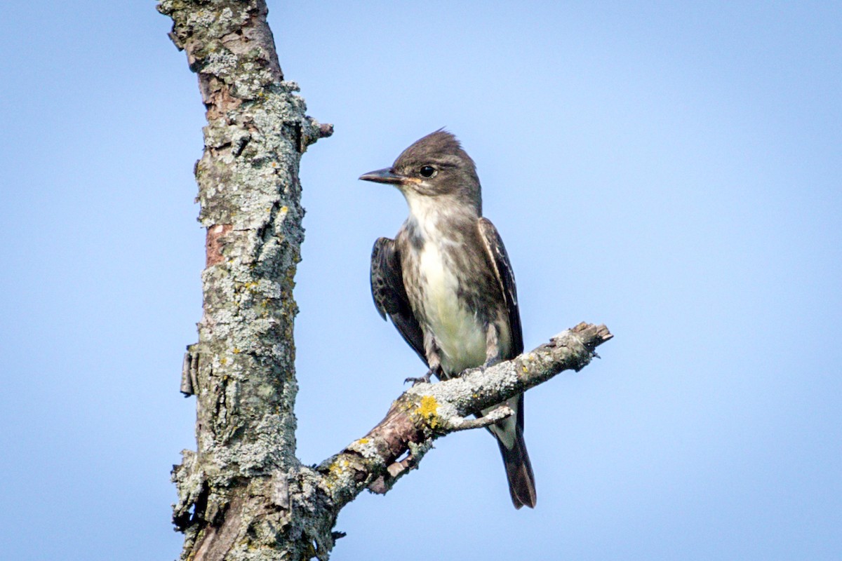 Olive-sided Flycatcher - Michael Warner