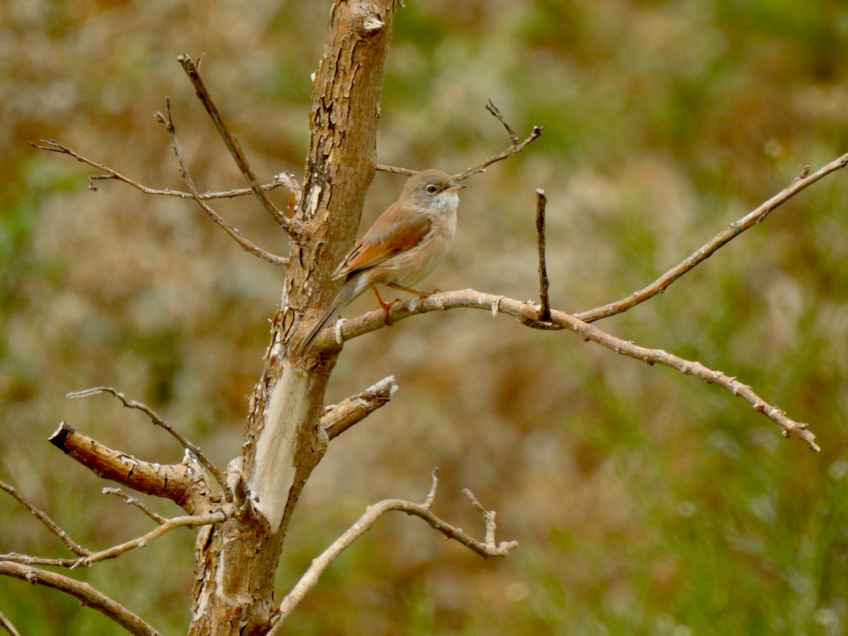 Spectacled Warbler - ML113786921