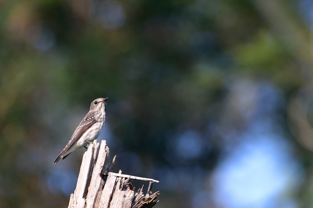 Gray-streaked Flycatcher - ML113788851