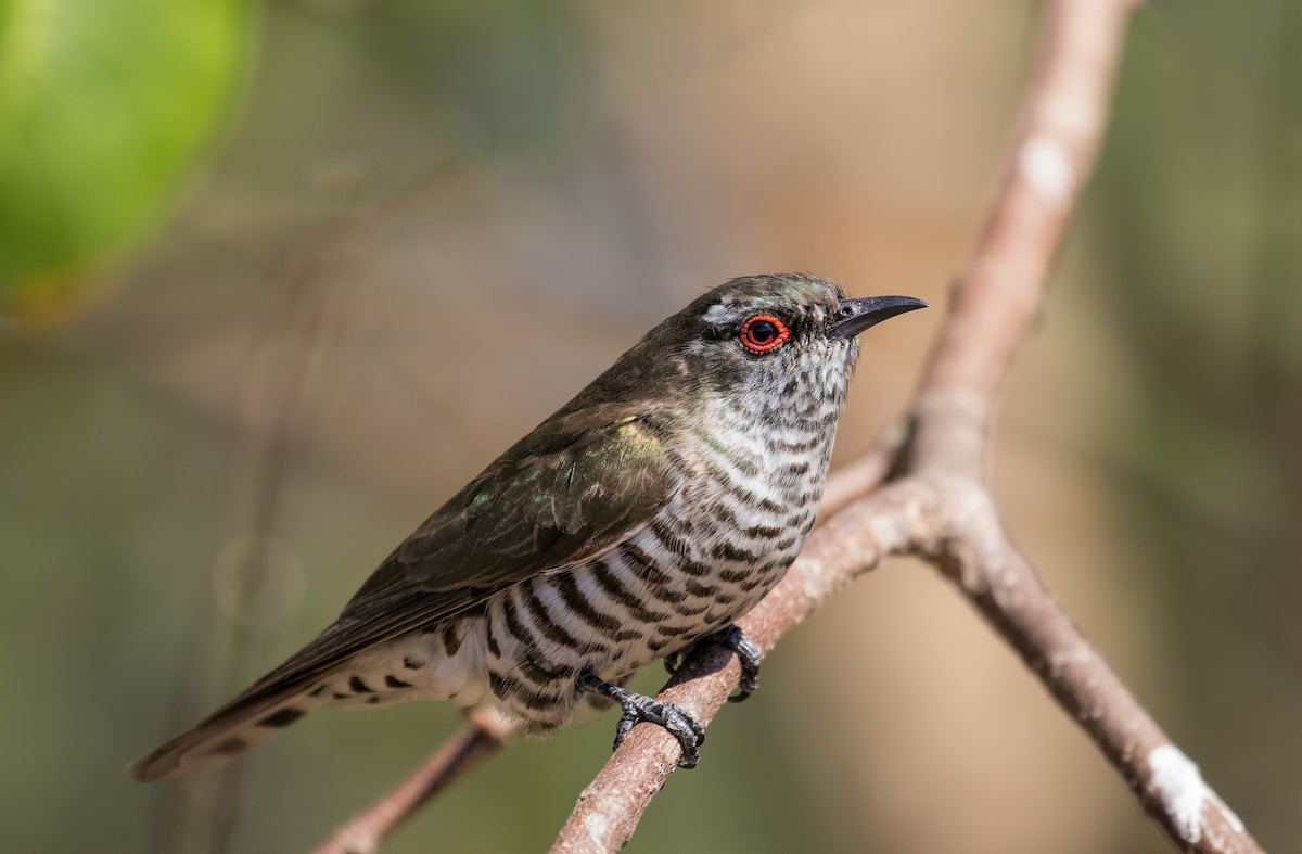 Little Bronze-Cuckoo - Julie Clark