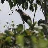 Mangrove Cuckoo - ML113789471