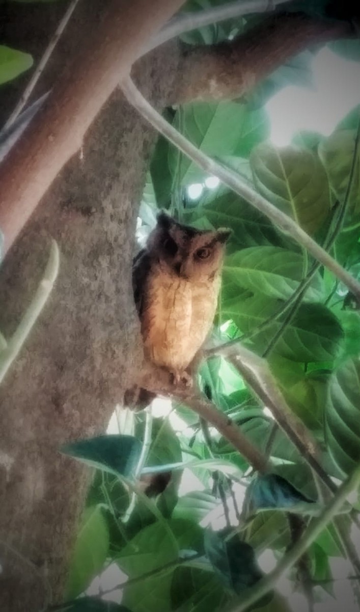 Indian Scops-Owl - India Bird Digitization (Group Account)