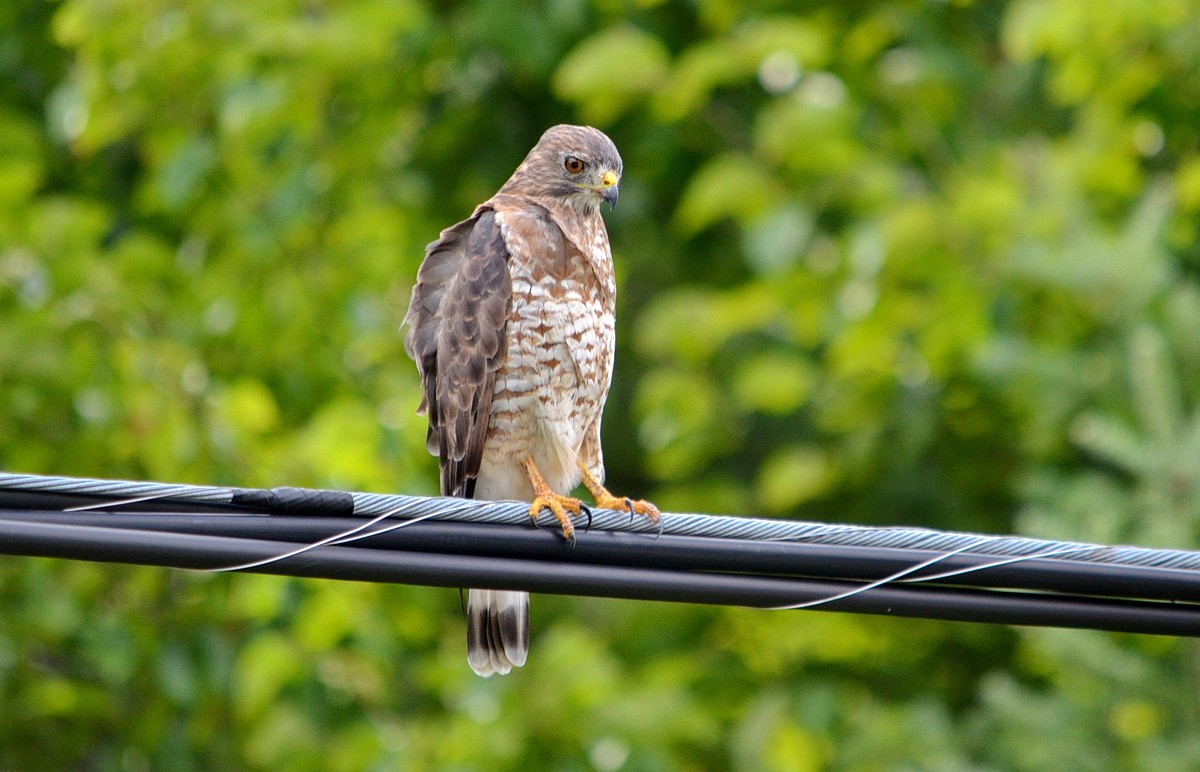 Broad-winged Hawk - Jean and Bob Hilscher