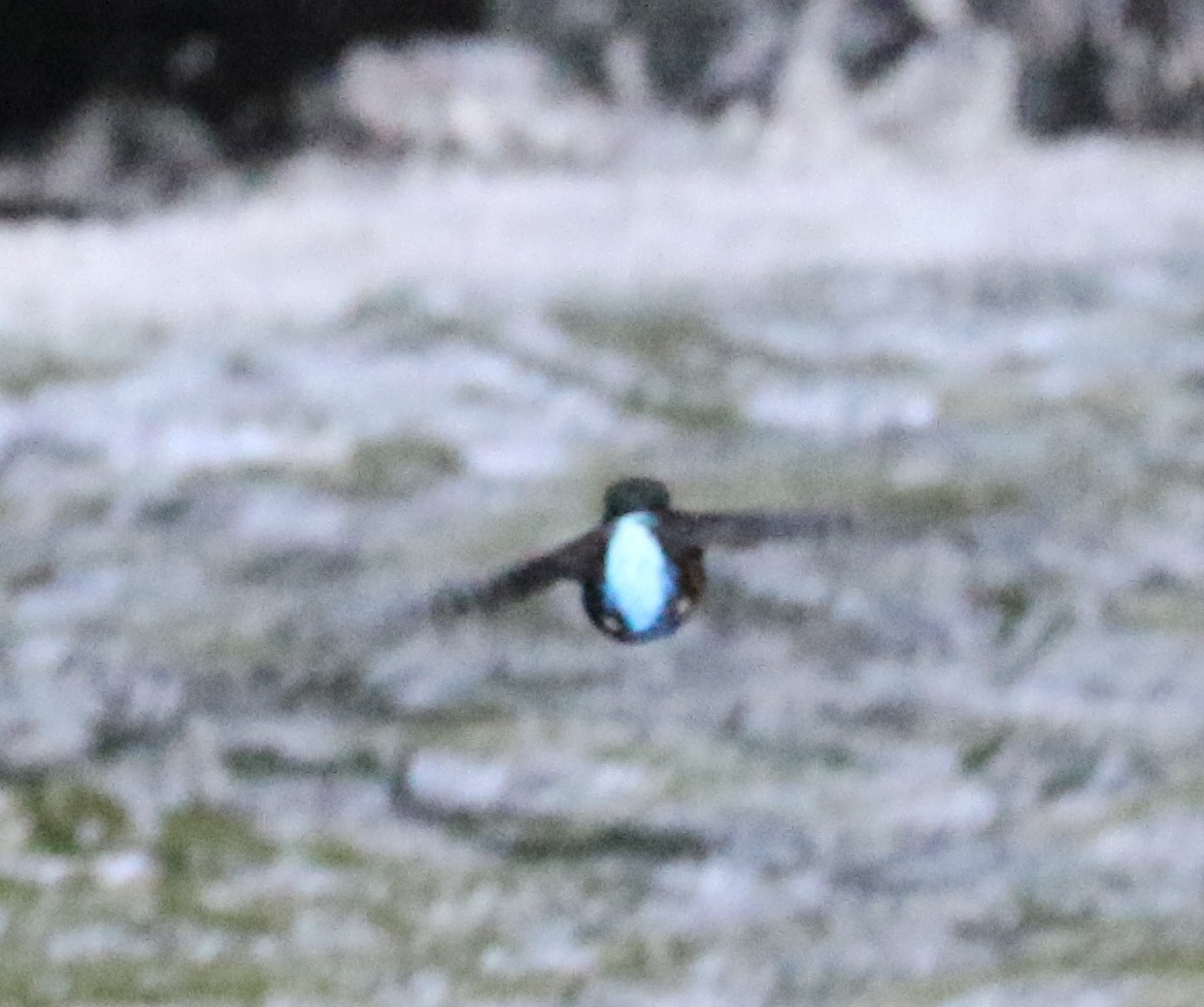 Javan Blue-banded Kingfisher - ML113792221