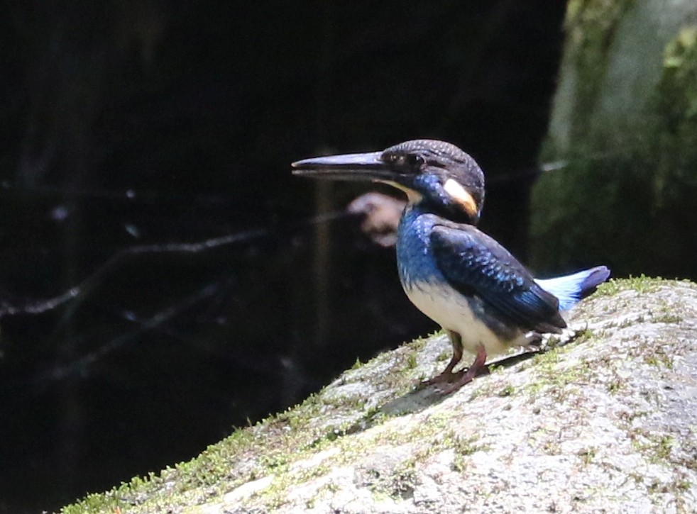 Javan Blue-banded Kingfisher - ML113792441