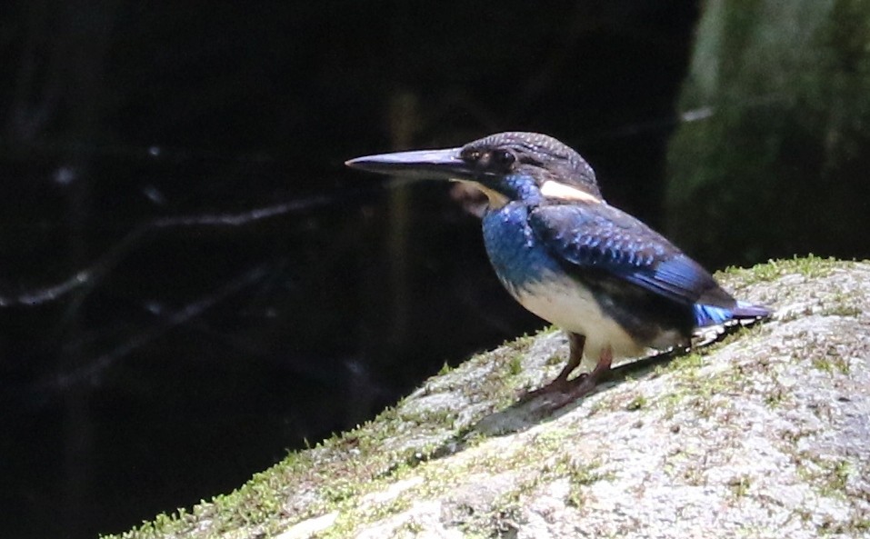 Javan Blue-banded Kingfisher - ML113792461