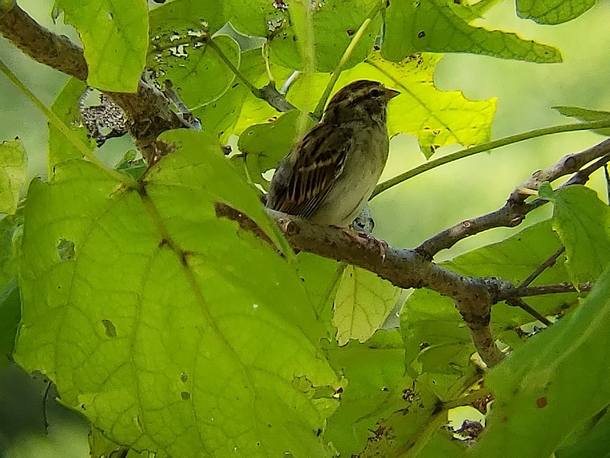 Chipping Sparrow - ML113792841