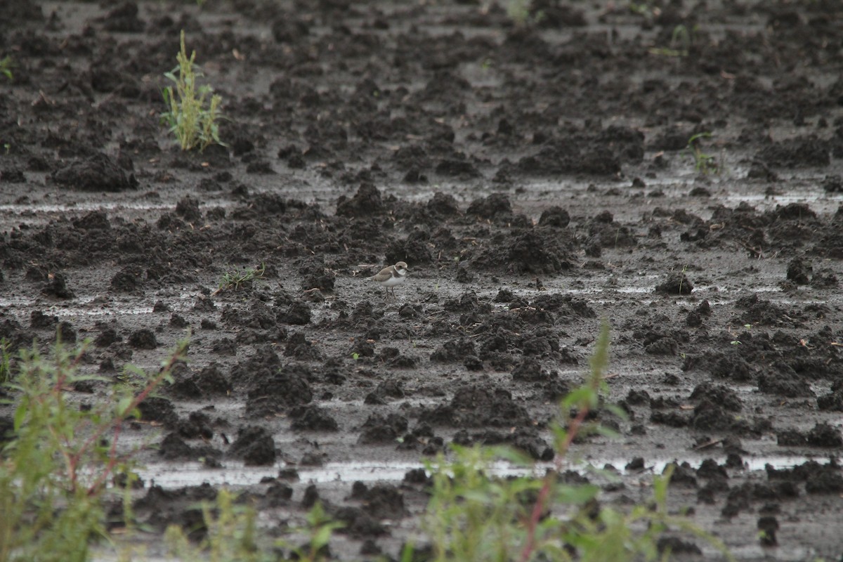 Semipalmated Plover - ML113794051