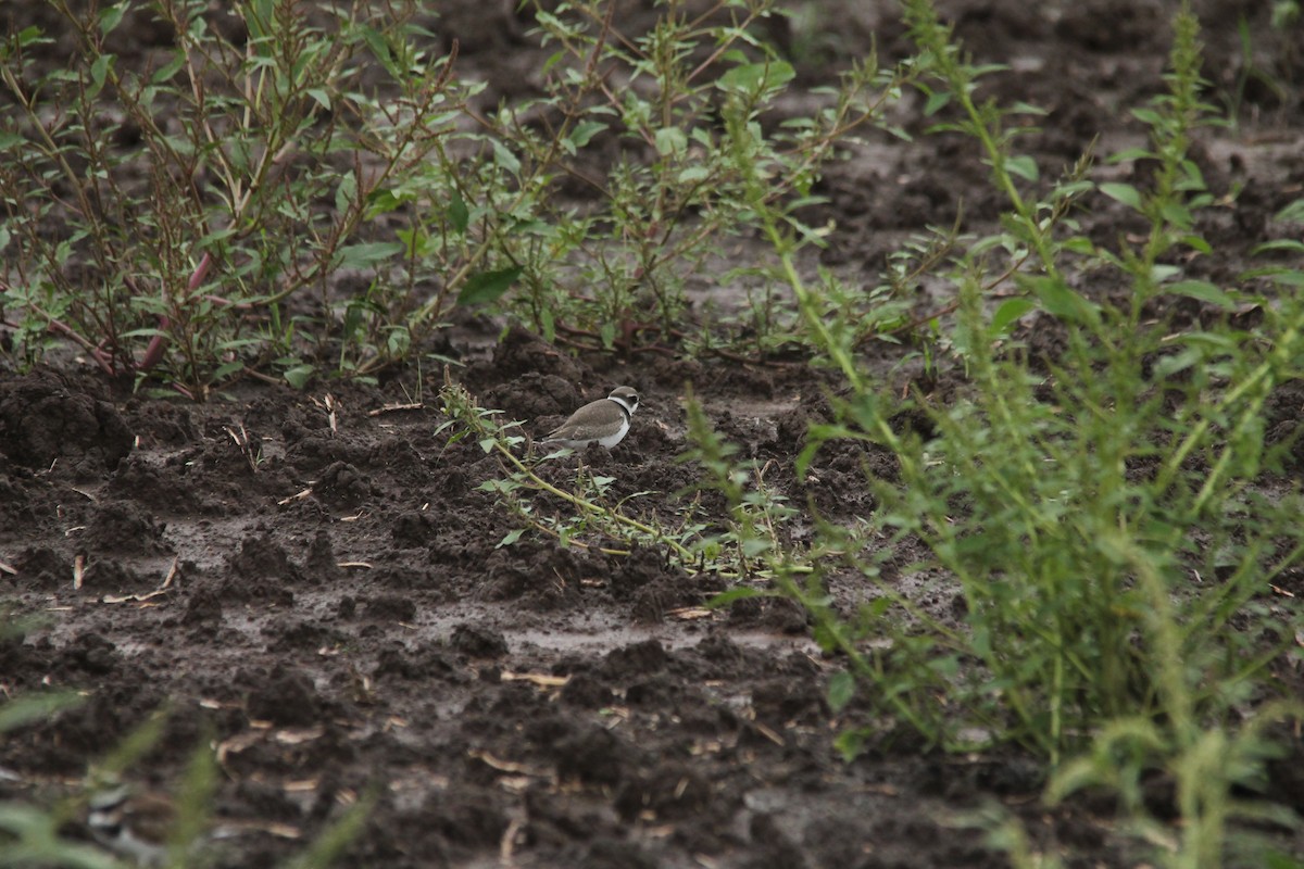 Semipalmated Plover - Mark Benson