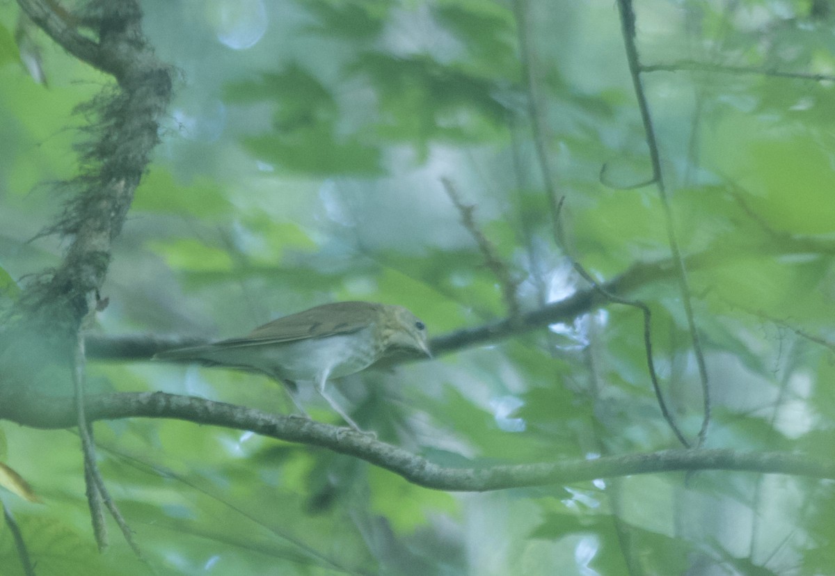 Veery - ML113794391