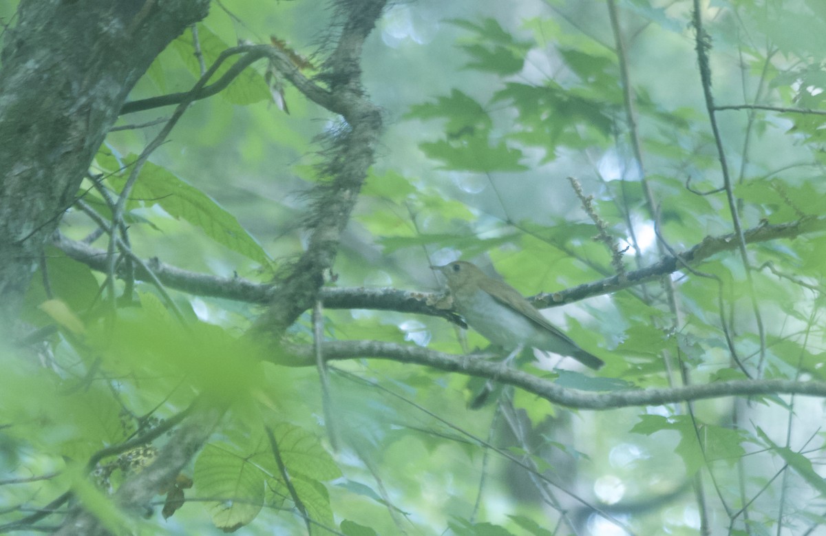 Veery - ML113794431