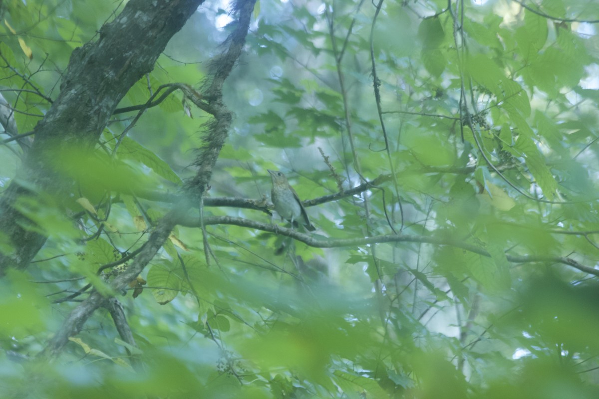Veery - ML113794461