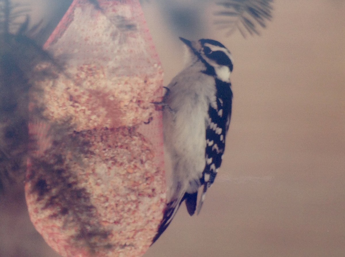 Downy Woodpecker - Alice Oliver