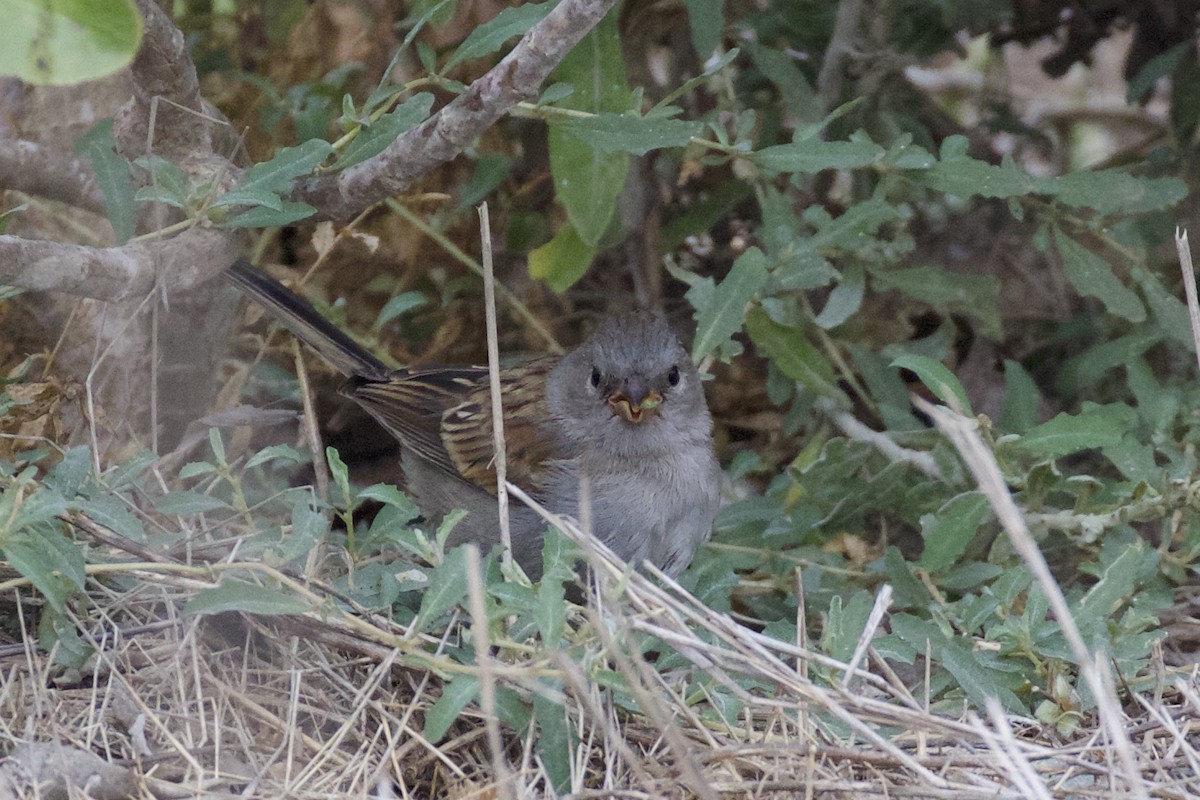 Bruant à menton noir - ML113795331