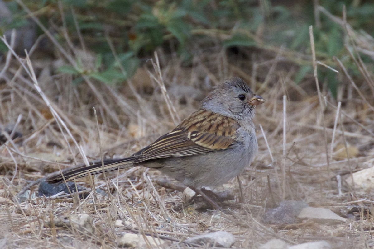 Black-chinned Sparrow - ML113795341