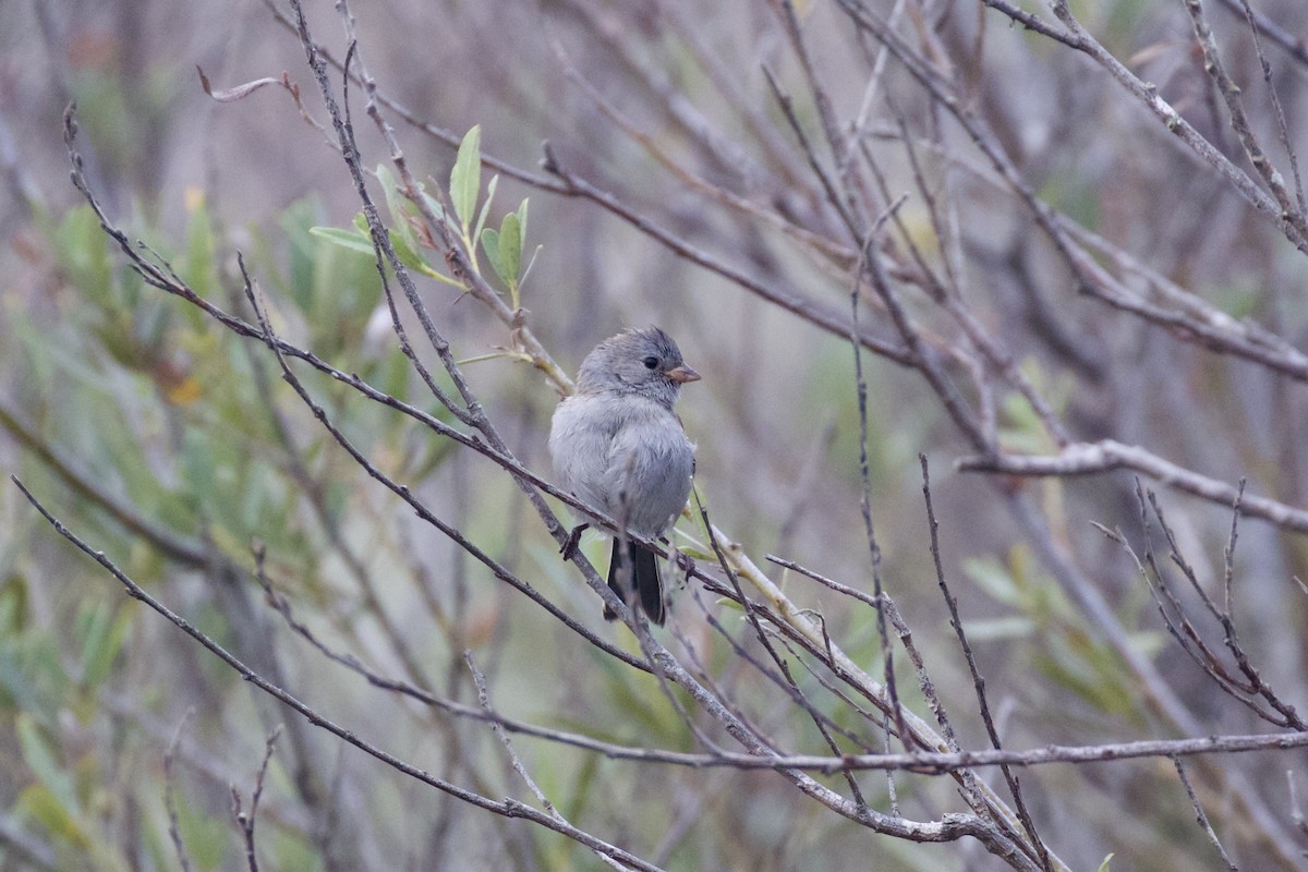 Black-chinned Sparrow - ML113795351