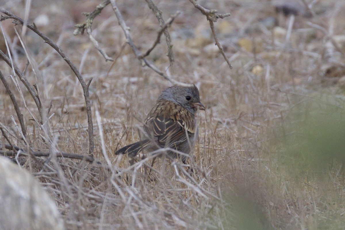 Black-chinned Sparrow - ML113795361