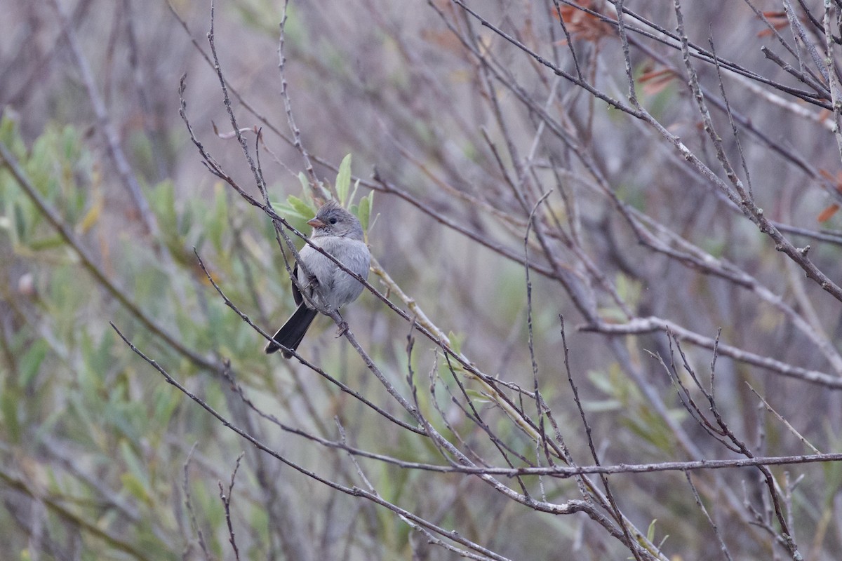 Black-chinned Sparrow - ML113795401