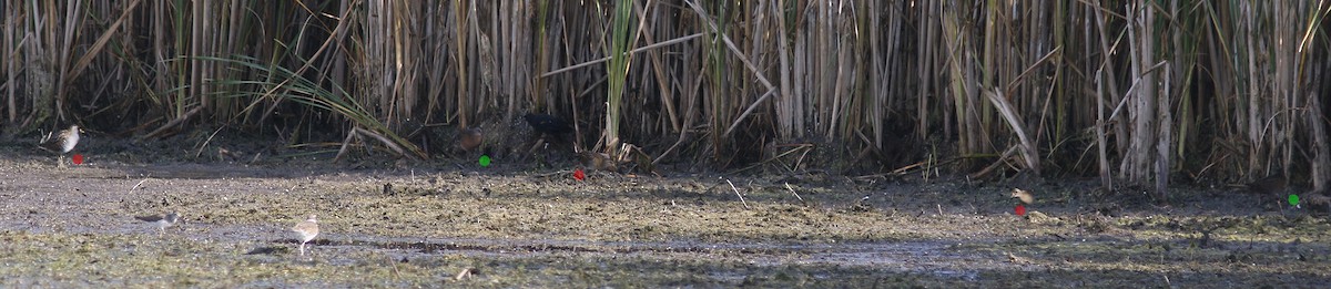 Virginia Rail - ML113795741