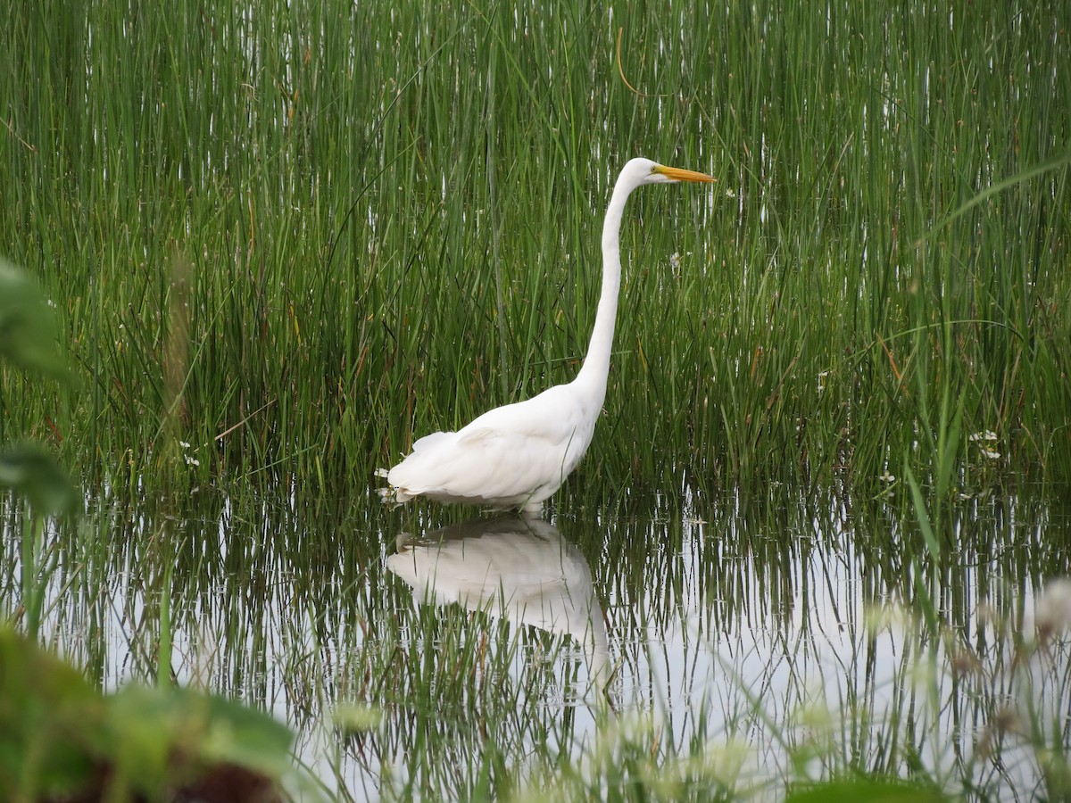 Great Egret - Michel J. Chalifoux