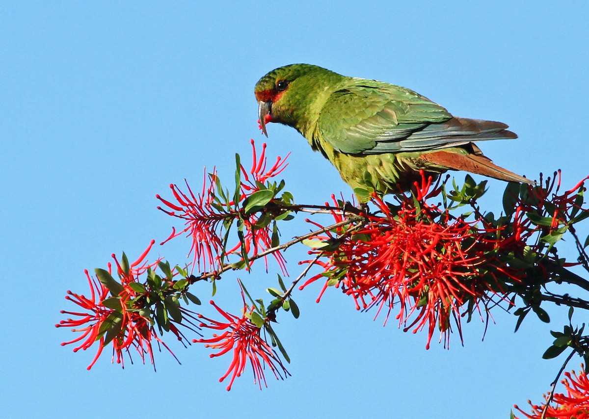 Slender-billed Parakeet - Andrew Spencer
