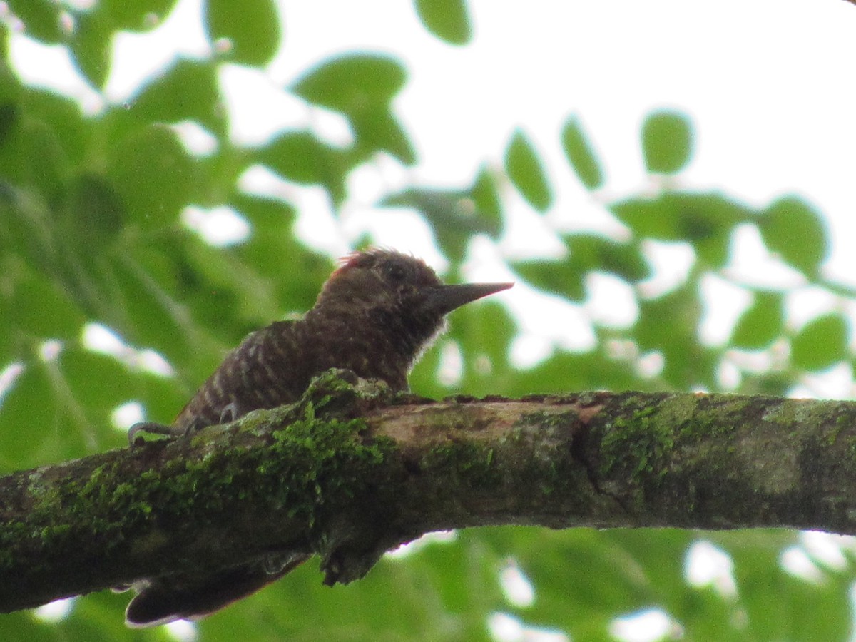 Little Woodpecker - ML113798901